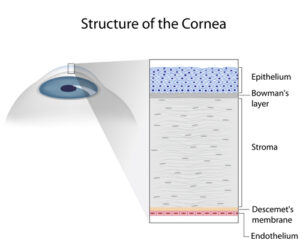 Structure of the cornea